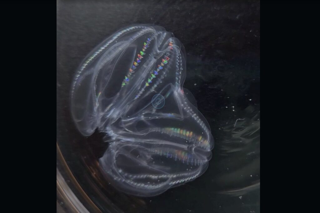 A warty comb jelly, comprised of two fused individuals, can be seen in this image.